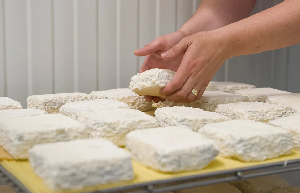 Proceso de curado de queso de cabra