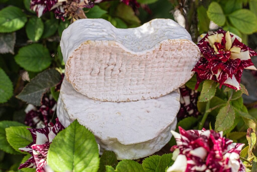 queso cabra y colesterol