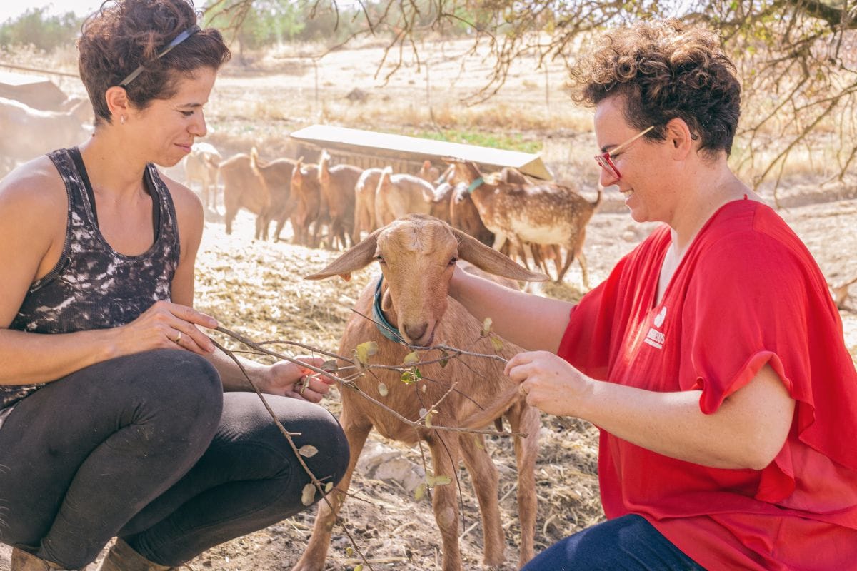 queso de cabra malagueña