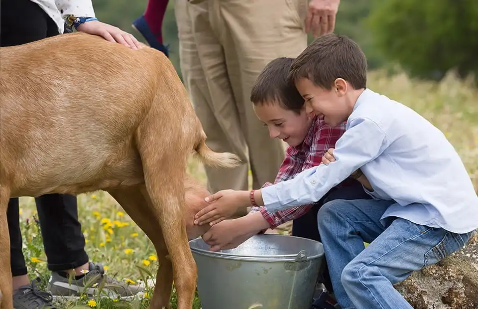 Ganadería propia en Jaén